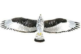 African Hawk Eagle.