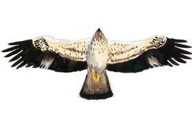 Booted Eagle Wingspan.