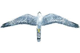 Dickinson's Kestrel wingspan.