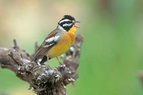 Golden-breasted bunting.