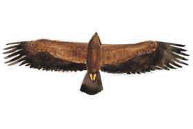 Lesser Spotted Eagle wingspan.