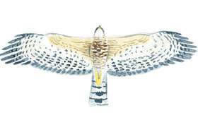 Little sparrowhawk wingspan.