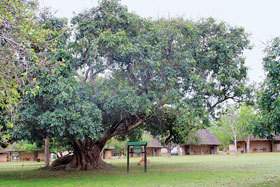 Indaba Tree at Pretoriuskop Camp.