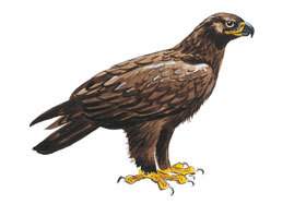 Steppe Eagle.