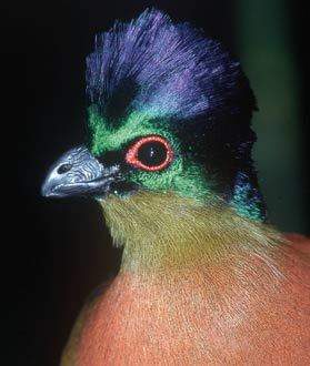 Purple crested curacao. Nigel Dennis
