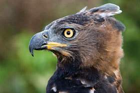 African Crowned Eagle.