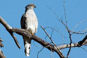 African Cuckoo Hawk.