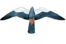 Amur Falcon wingspan.