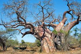 Ancient Baobab, Makuleke.