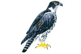 Ayer's Hawk-Eagle