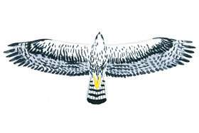 Ayres's Hawk wingspan.