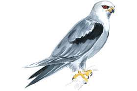 Black-shouldered Kite.
