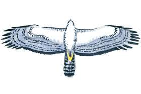 Black Sparrowhawk wingspan.
