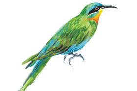 Blue-cheecked bee eater.