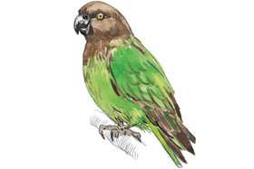 Brown-headed Parrot.