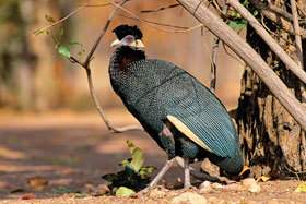 Crested Guineafowl.