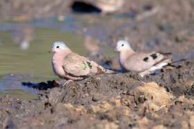 Emerald-spotted wood dove.