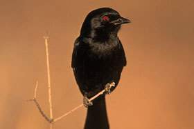 Fork-tailed Drongo.