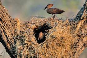Hamerkops and nest.