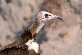 Hooded Vulture.