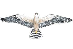 Lanner falcon wingspan.
