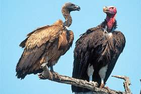 Lappet-faced and White-backed Vultures.