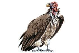 Lappet-faced Vulture.