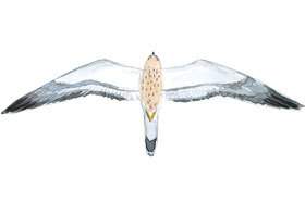 Lesser Kestrel wingspan.