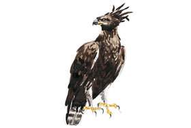 Long-crested Eagle.