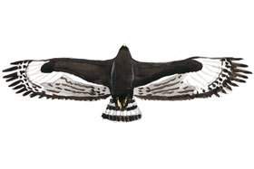 Long-crested Eagle wingspan.