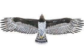 Martial Eagle.