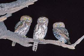 Pearl-spotted Owlets.