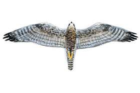 Peregrine wingspan.