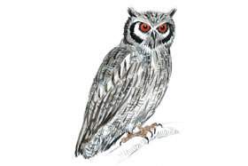 Southern White-faced Scops-owl. 