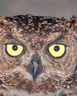 Spotted Eagle-Owl.