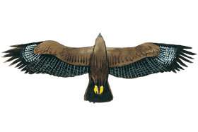 Steppe Eagle wingspan.
