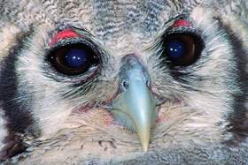 Verreau's Eagle-Owl.