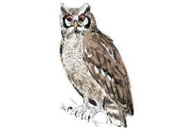 Verreaux Eagle Owl.