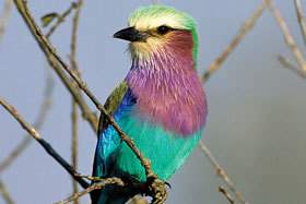 Lilac-breasted roller.