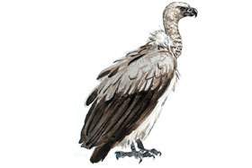 White-backed Vulture.