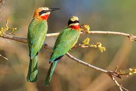 White-fronter Bee-eaters.