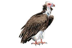 White-headed Vulture.