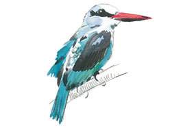 Woodland Kingfisher.