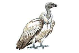 The Cape Vulture.