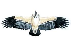 Cape Vulture wingspan.