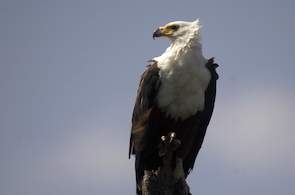 Kruger Park Birding - Raptor Guide, Birds of Prey